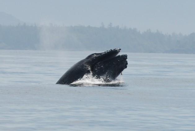 humpback-whale-jacqueline-clare